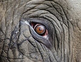 Elephant Safari on Kerala